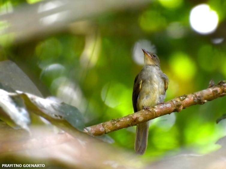 Burung Bulbul Penyanyi Alam Yang Merdu RESTORASI EKOSISTEM RIAU RER