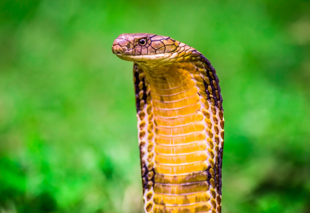 Cobra Images  Browse 48780 Stock Photos Vectors and Video  Adobe Stock