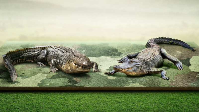 Crocodile vs. Alligator: What's the Difference? - RESTORASI EKOSISTEM RIAU  (RER) - Ecological Restoration | Protect and Restore Ecosystems