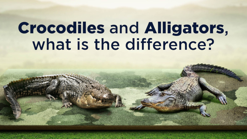 What is the difference between a crocodile and an alligator?