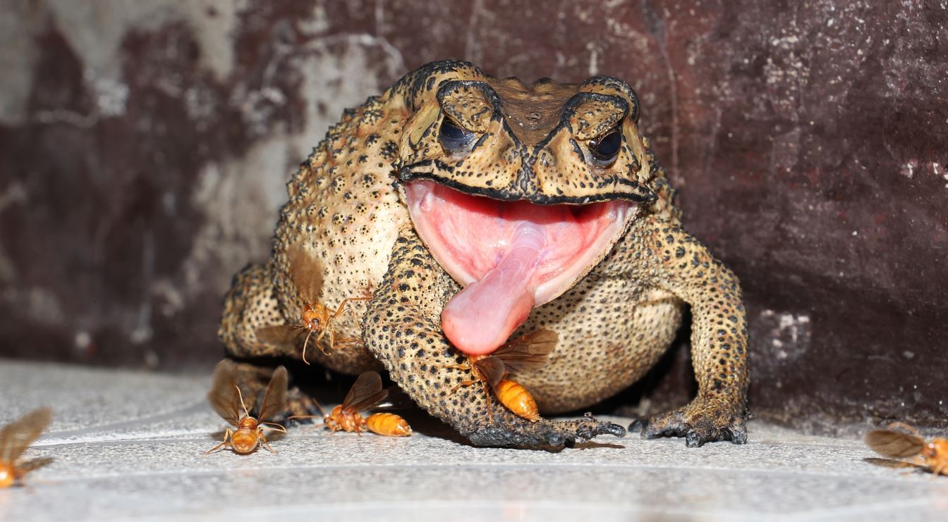 Six Key Differences Between Frogs and Toads - RESTORASI EKOSISTEM