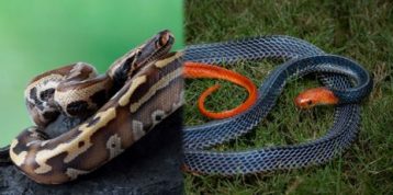 Cobra vs. Python: Which is More Dangerous?