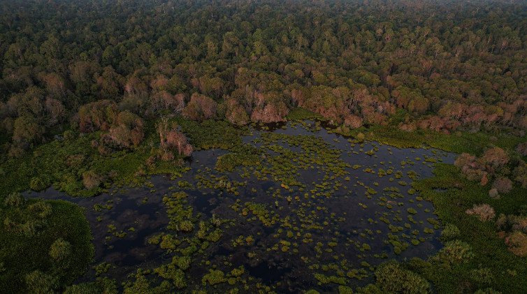 Lihatlah lebih dekat perbedaan antara tanah gambut dan tanah mineral, jelajahi karakteristik unik dan peran ekologis yang dimilikinya, serta bagaimana tim Restorasi Ekosistem Riau (RER) terus berupaya melestarikan tanah gambut yang berharga di Riau, Indonesia