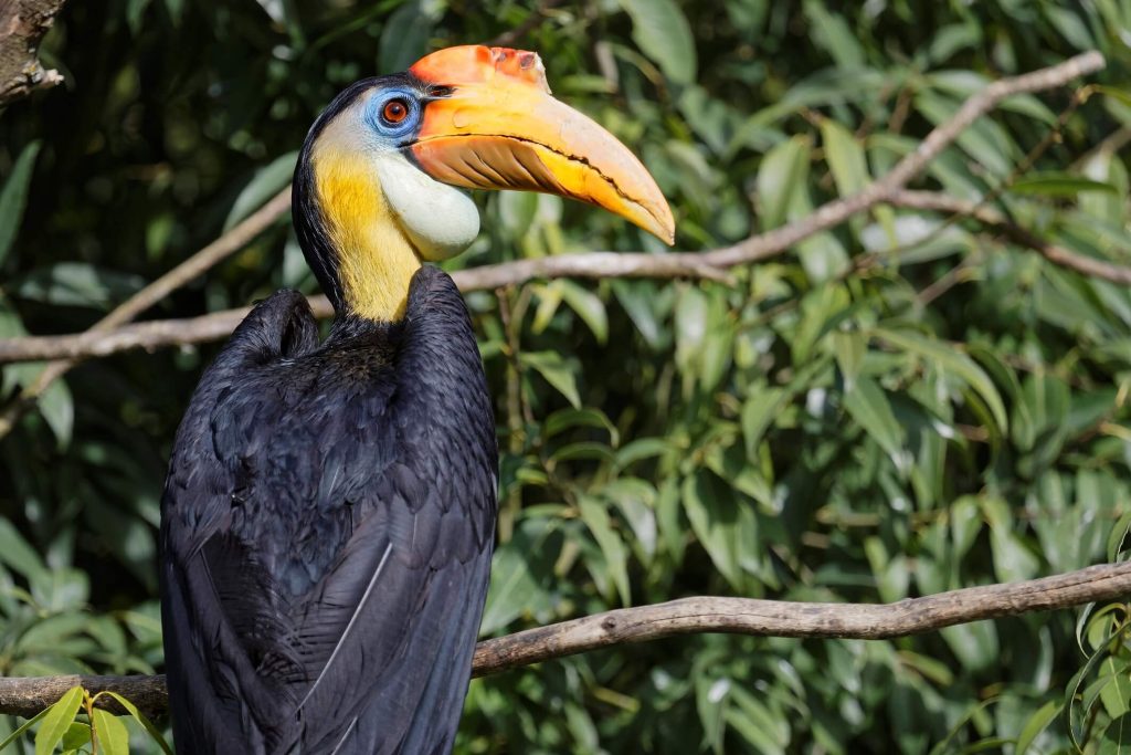 The black-crested hornbill, or wrinkled hornbill (Rhabdotorrhinus corrugatus), is an endangered bird species that is endemic to Sumatra, Kalimantan and the Malay Peninsula.