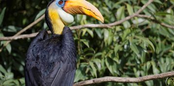 Wildlife of RER: The Wrinkled Hornbill