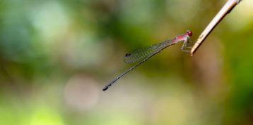 Fantastic Dragonflies Found in RER