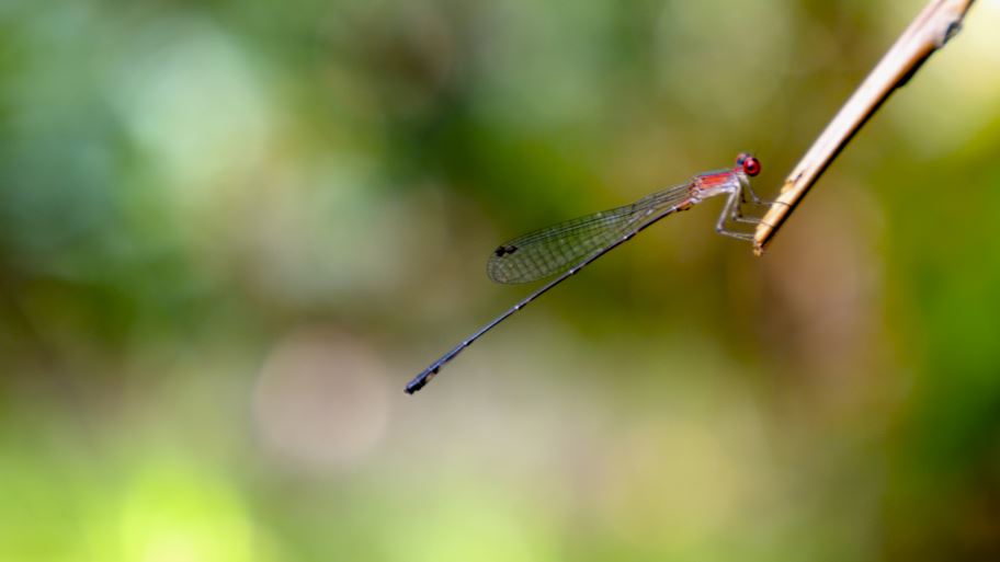 In this article, we’ll take a closer look at dragonflies and reveal some of their secrets. Read to find out more!