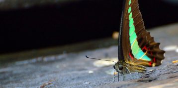 The Differences Between Butterflies and Moths