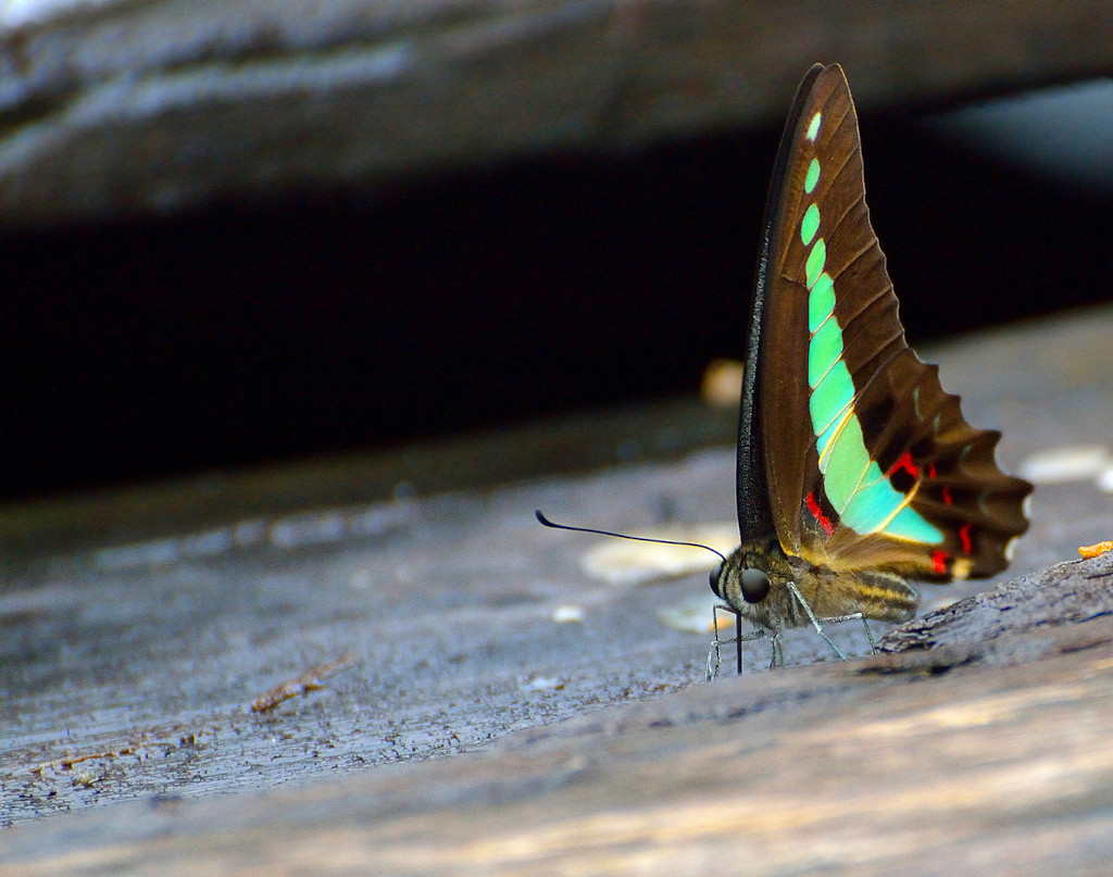 The Differences Between Butterflies and Moths