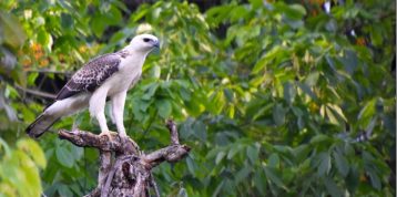 Six Fascinating Facts: Falcons and Eagles