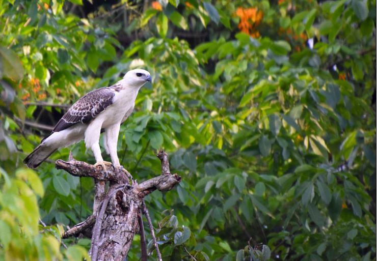 In the process of studying eagles and falcons in detail at Restorasi Ekosistem Riau (RER), we have uncovered very interesting facts in this article, click to read it!