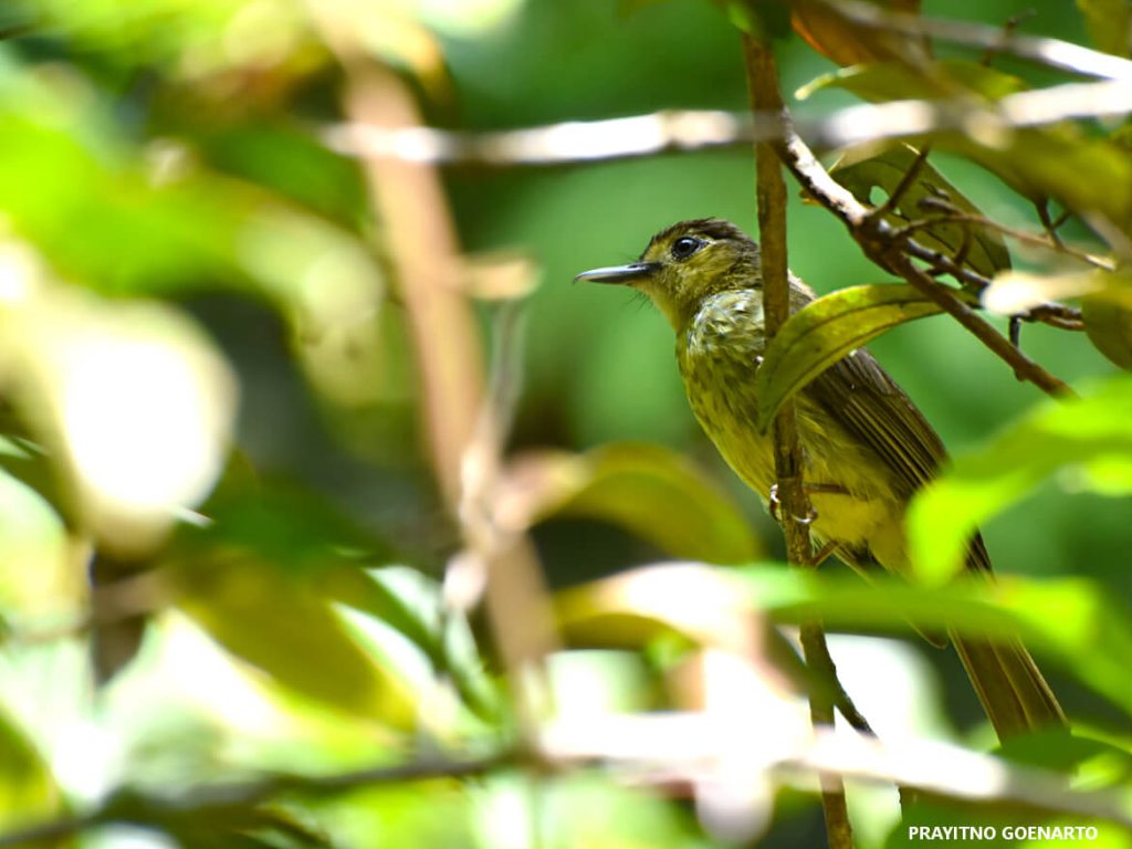 Burung Bulbul: Penyanyi Alam yang Merdu