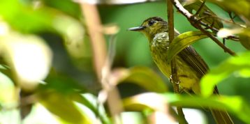 Burung Bulbul: Penyanyi Alam yang Merdu