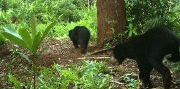 Sun & Moon Bear: Dua Beruang yang Berbeda, Bagai Siang dan Malam