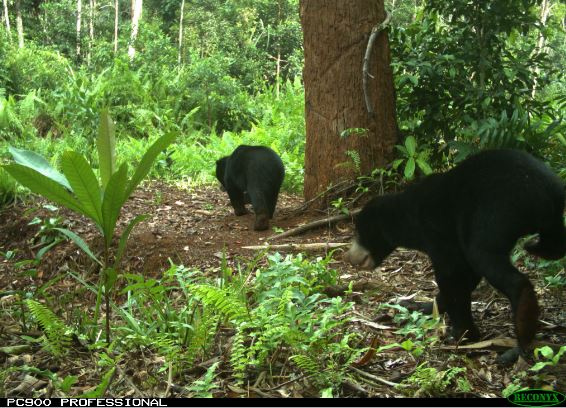 Sun & Moon Bear: Dua Beruang yang Berbeda, Bagai Siang dan Malam