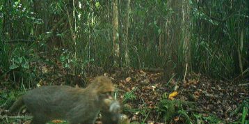 Restorasi Ekosistem Riau Ecologists Publish First Breeding Record of the Endangered Flat-Headed Cat in CATnews