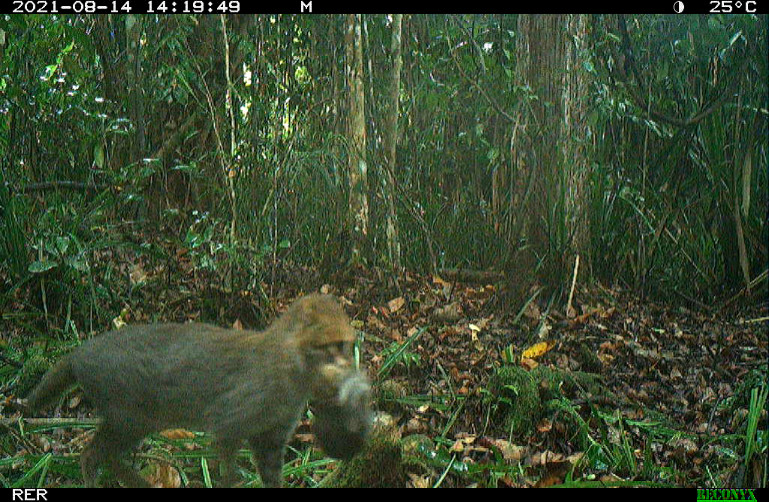 Despite its significance, historical data on the Flat-headed cat has been scarce. However, recent findings by the Restorasi Ekosistem Riau (RER) have provided groundbreaking insights into the species' behavior. Find out more by reading further!