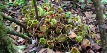 A Tale of Two Carnivores: The Venus Flytrap and Raffles' Pitcher Plant