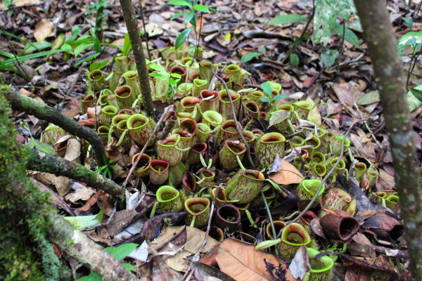 From the swamps of North Carolina to the lush Indonesian islands, we will uncover the captivating world of these carnivorous wonders and examine what their existence means for biodiversity.