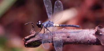 Dragons and Damsels: A Conservation Fairytale in RER