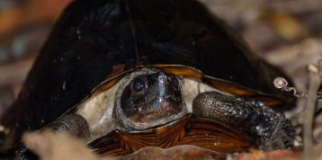 Six Turtles of the Kampar Peninsula