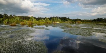 Climate Change Solutions: Exploring the Potential of Peat Water