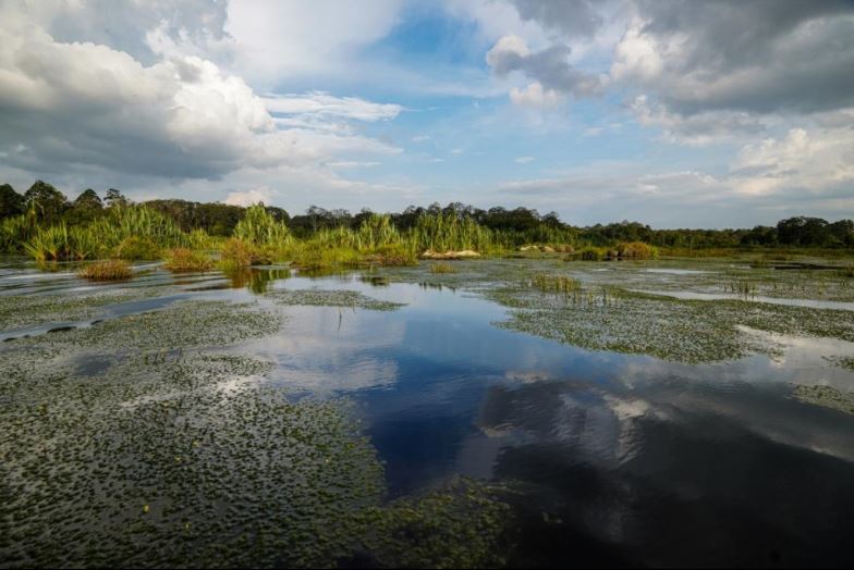 In this article, we’ll dive into the many unique characteristics of peat water, to explore its composition, coloration, and its importance to peatland ecosystems around the world.